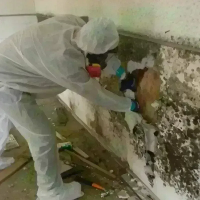 Mold Remediation and Removal in Estancia, NM